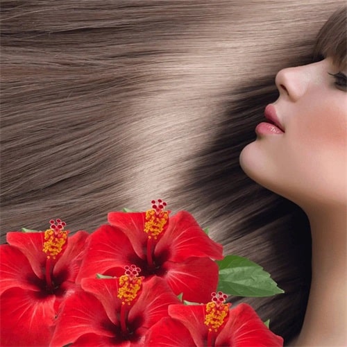 What are the benefits of Hibiscus for hair?