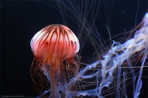 jellyfish